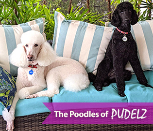 Poodles of Pudelz - home of everything Poodles